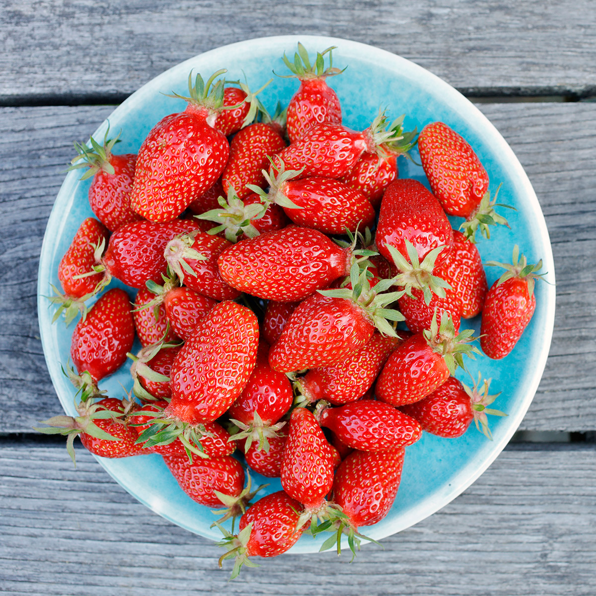 Assiette de fraises fraîchement cueillies au jardin