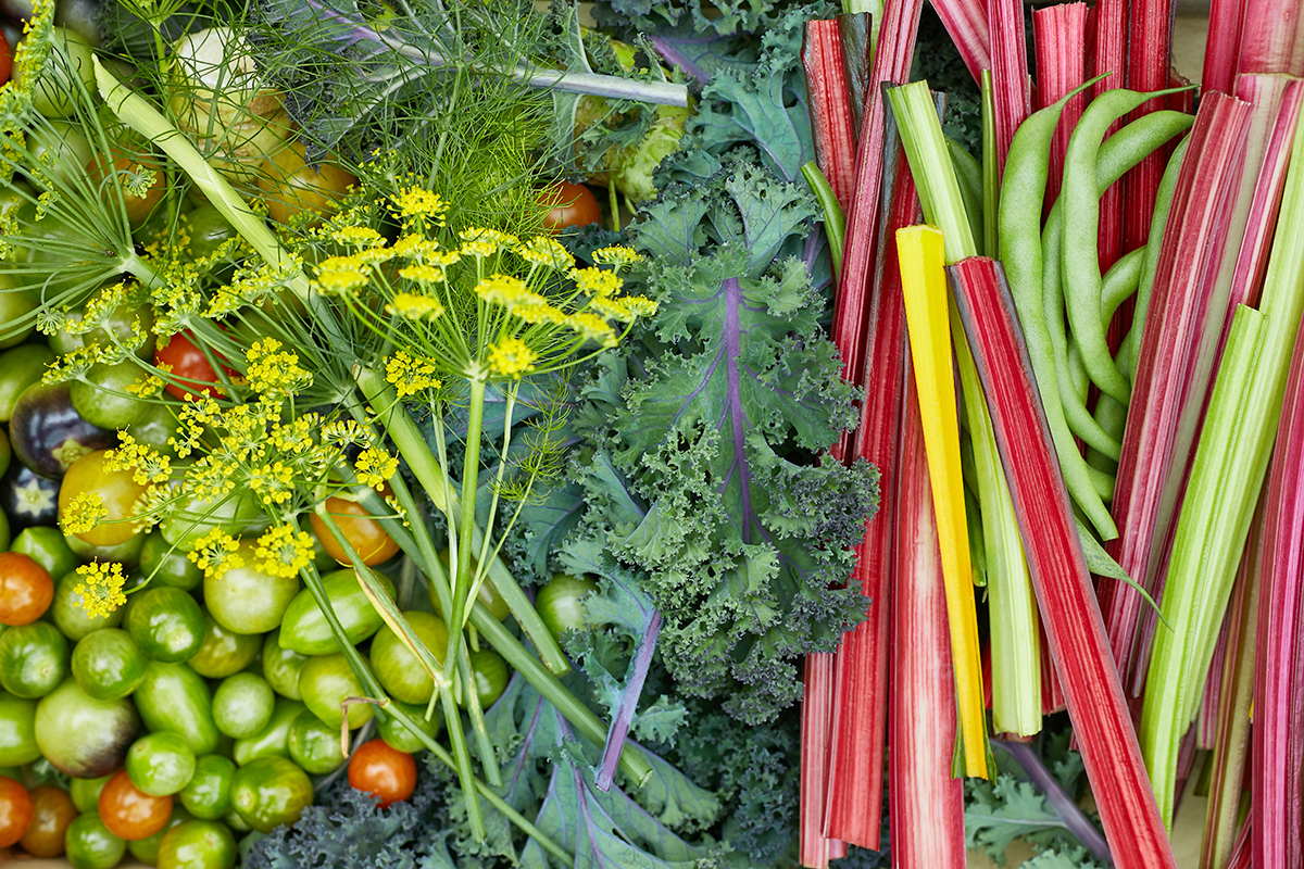 Légumes colorés du potager