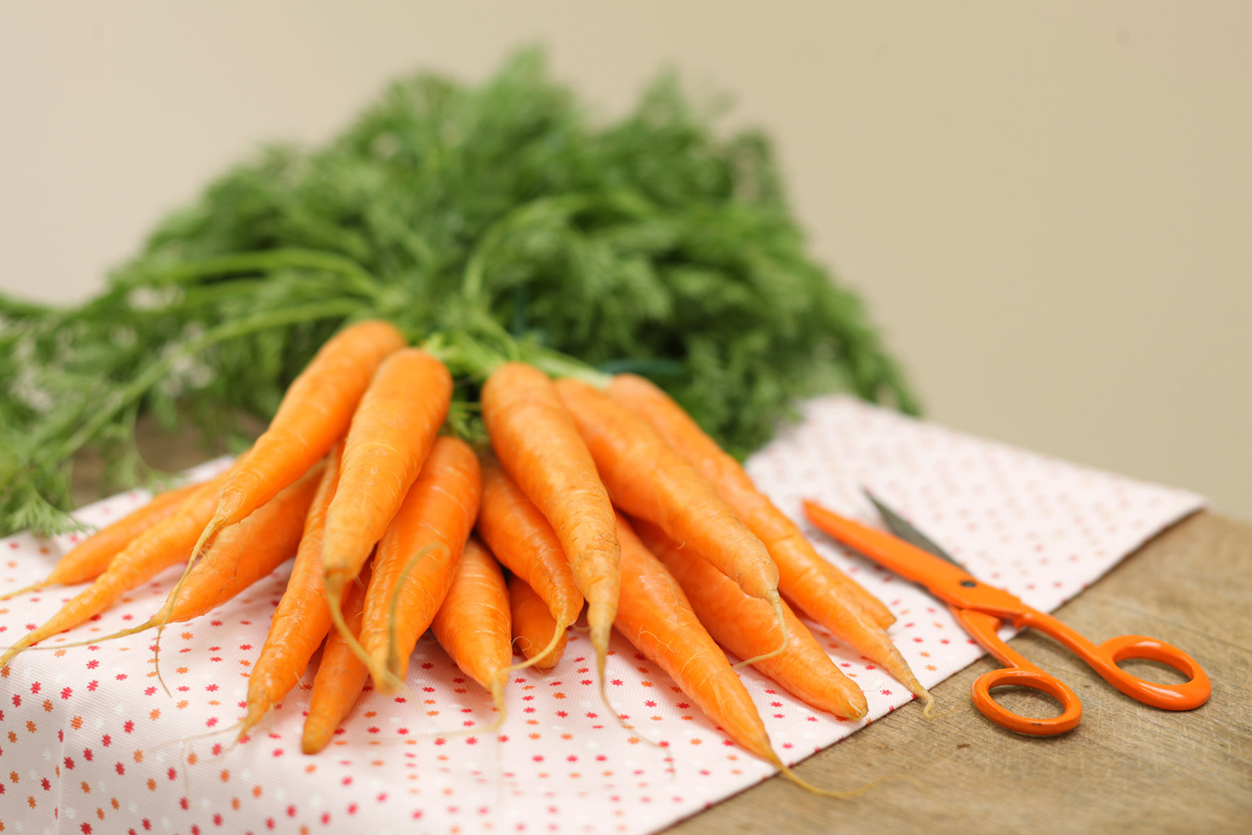 Botte de carottes