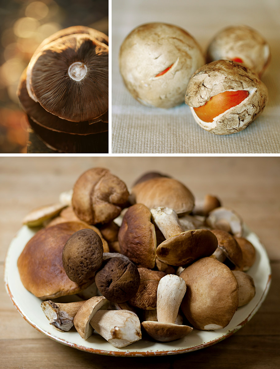 Assiette de cèpes de Bordeau et, oronges et champignon des pré