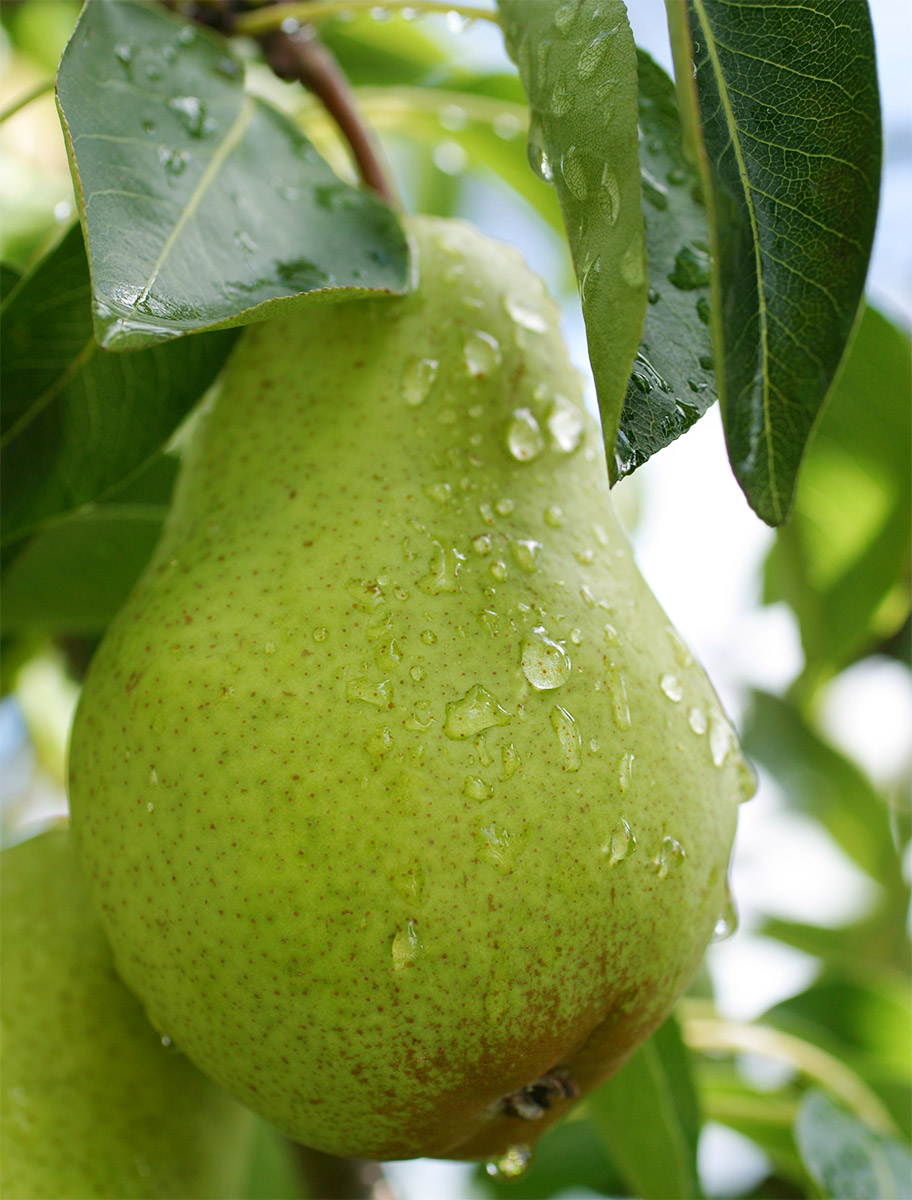 Poire sur arbre