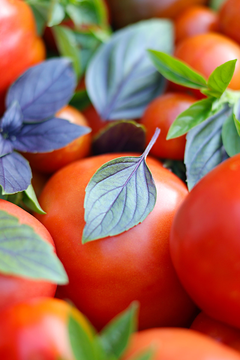 Tomates et feuilles de basilic du jardin