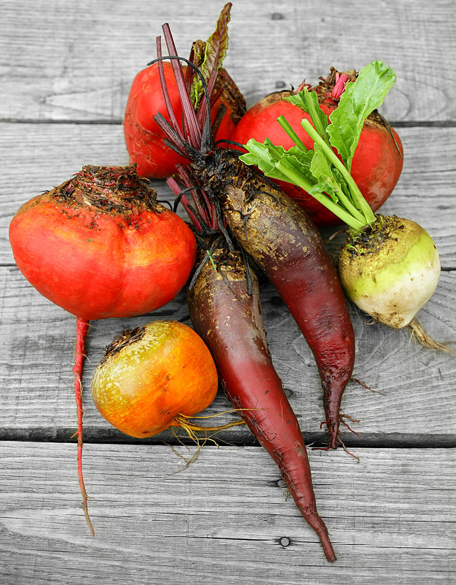Légumes du potager, betteraves rouges, navets