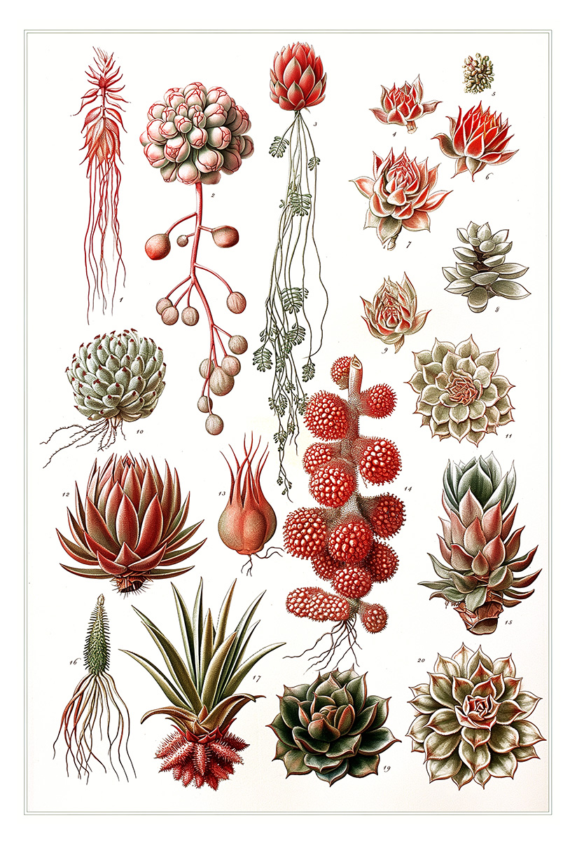 Imaginary botanical plate with Victorian finesse