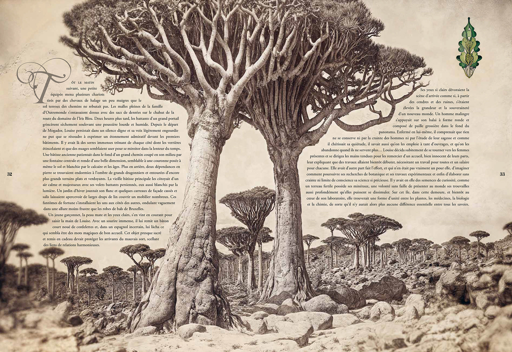 Dragon trees on the island of El Hierro