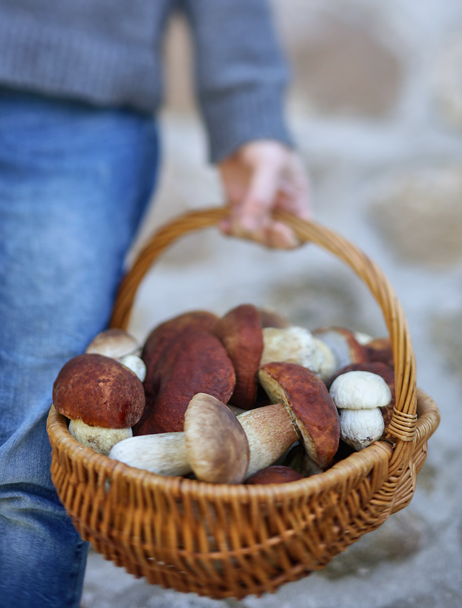 Panier de champignons, cèpes de bordeaux