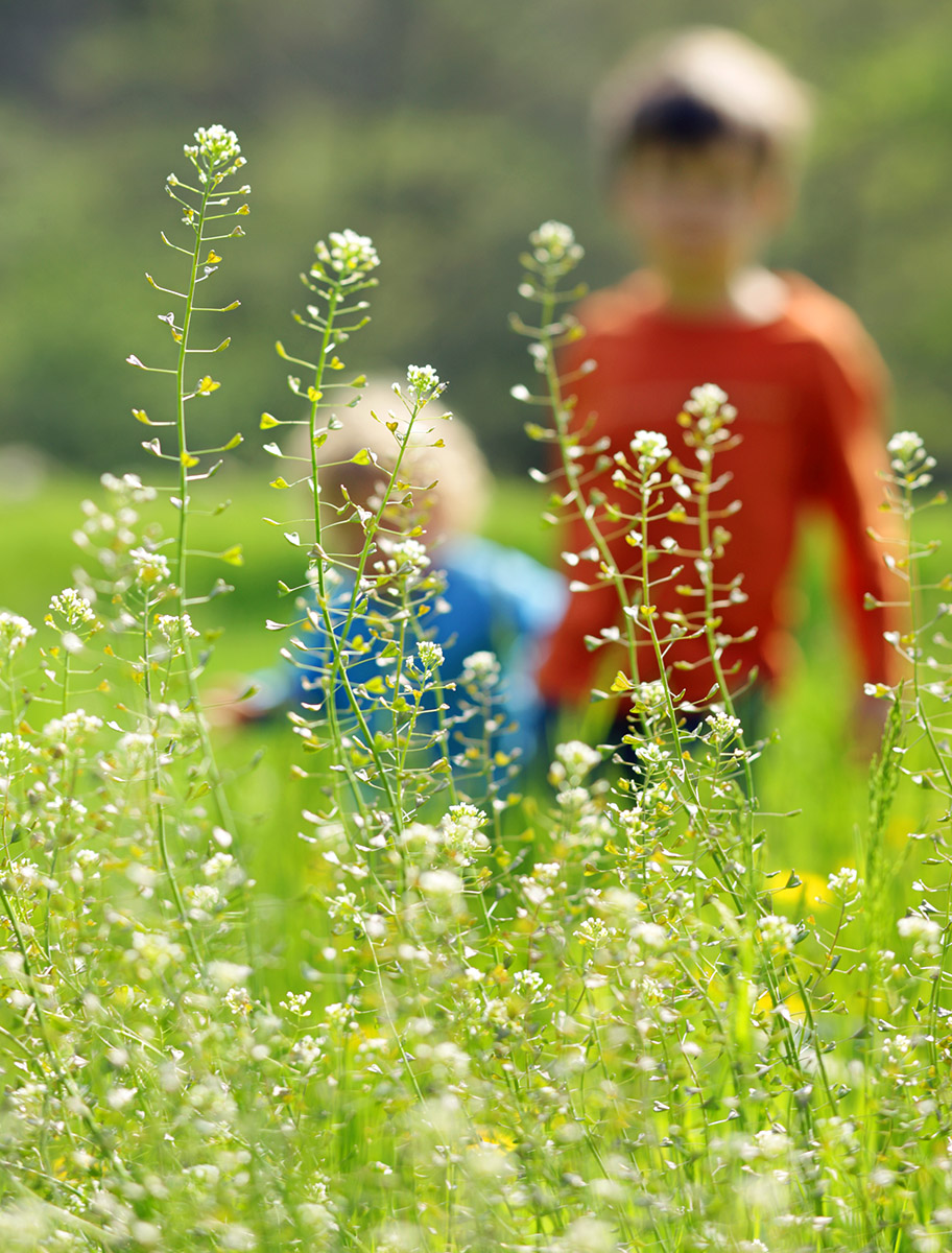 Enfants dans une prairie verte