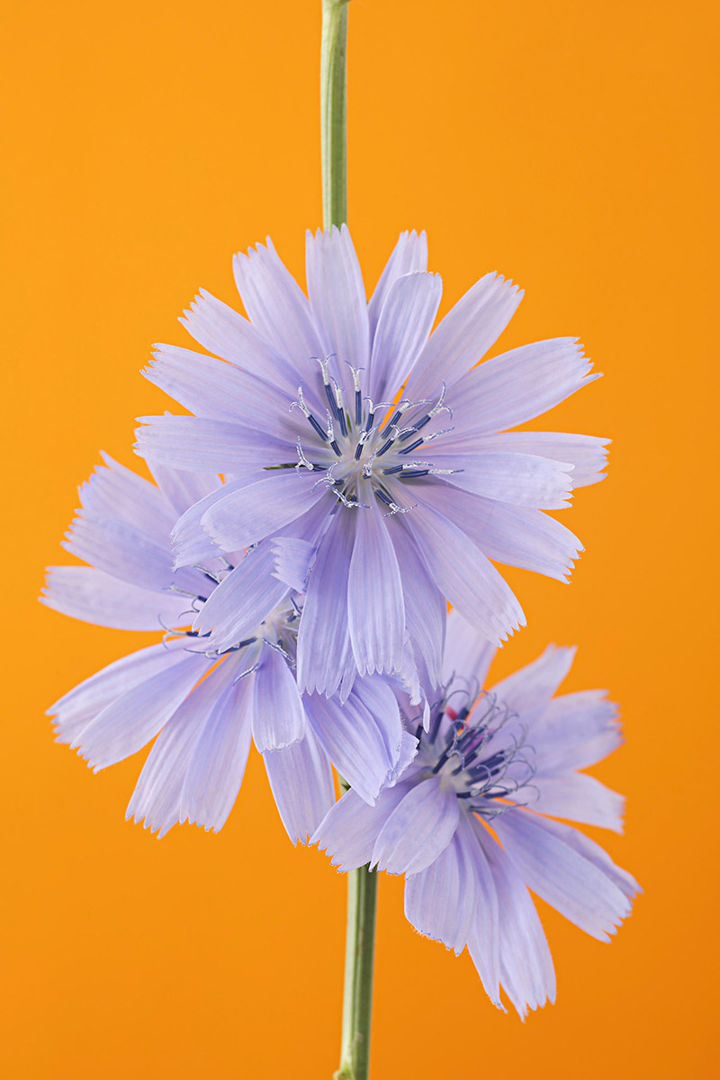 Fleurs mauves de chicorée