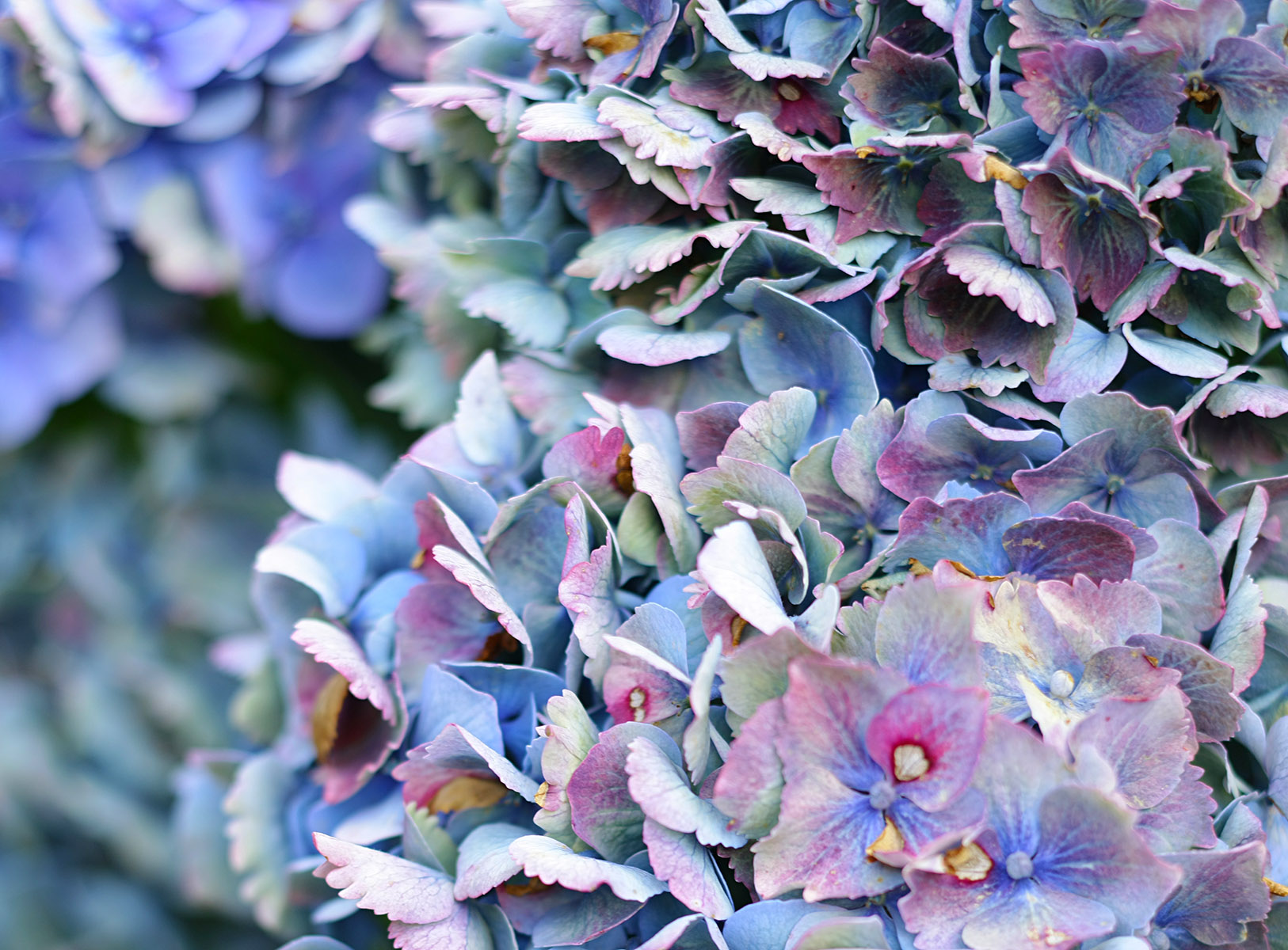 Fleurs bleues d'hydrangea