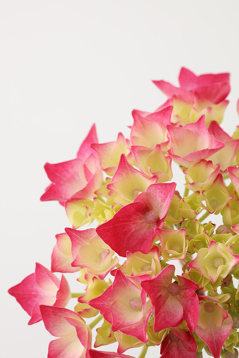 Fleurs bicolores d'hydrangea