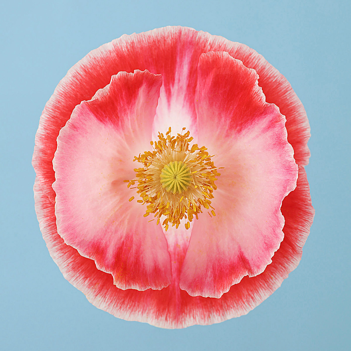 Portrait de fleur de pavot bicolore