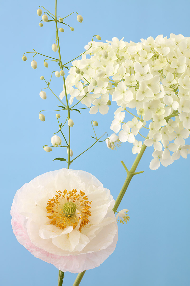 Fleurs blanches de pavot et hydrangea