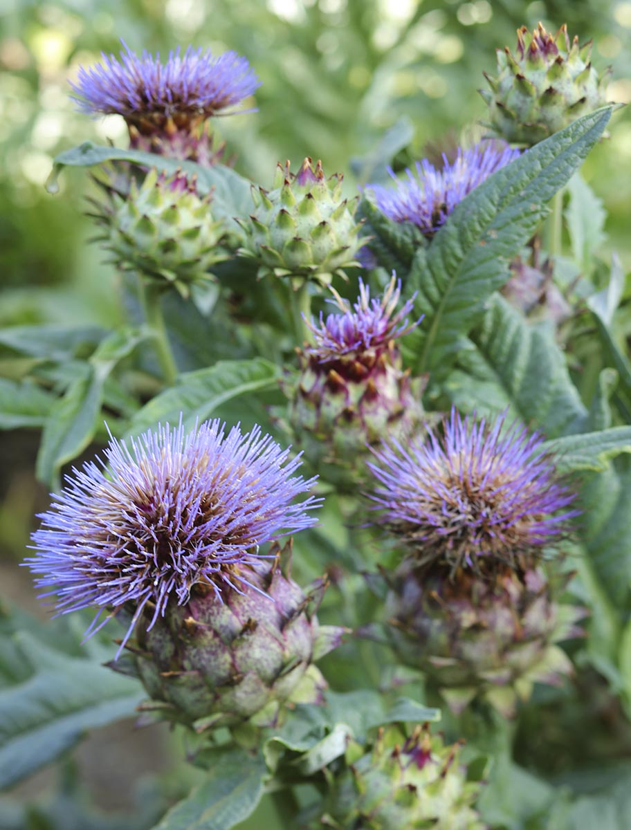 Fleurs de cardon dans potager