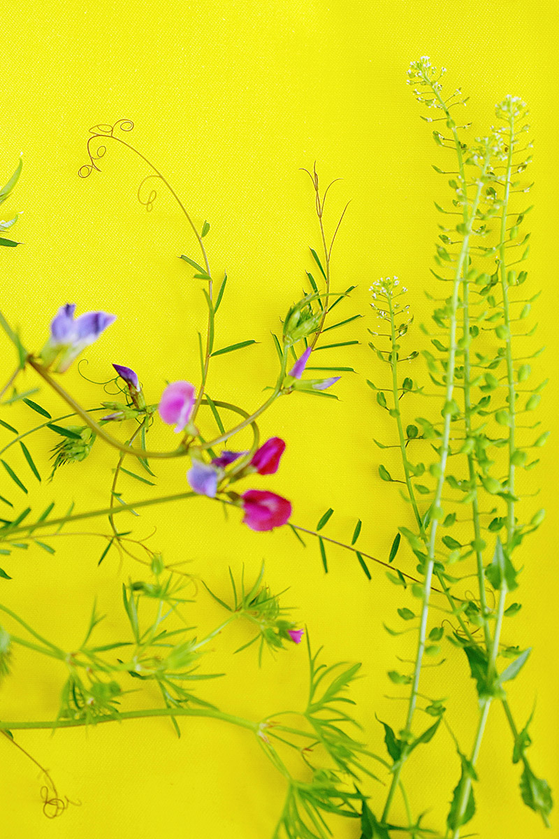 Fleurs de champs sur un fond jaune