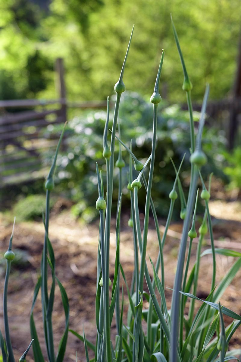 Fleurs de poireaux dans potager