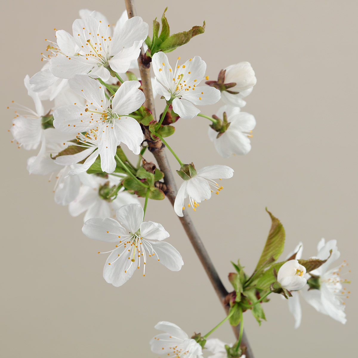 Branche d'arbre fruitier en fleur