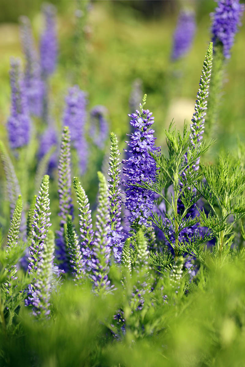 Fleurs Véronique en Epis (Veronica Spicata)