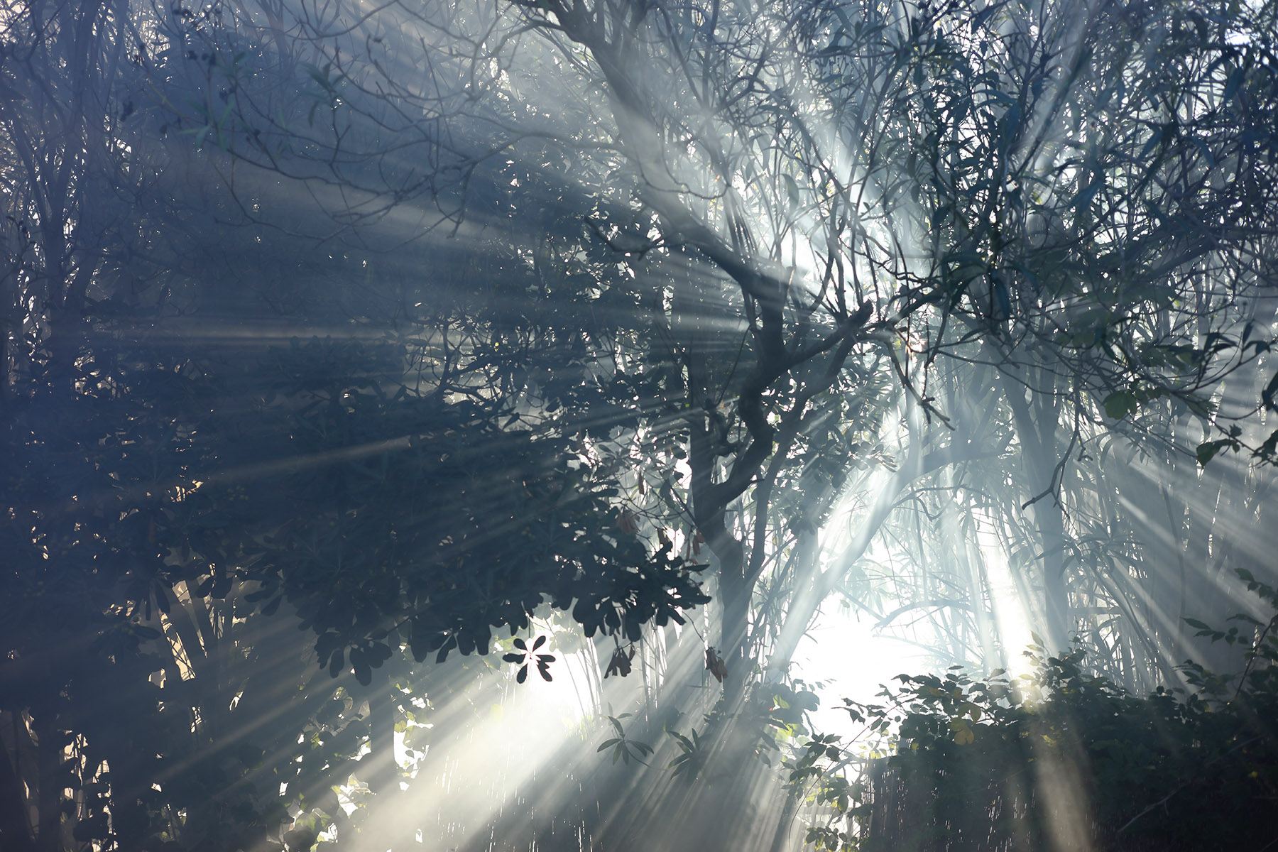 Rayons de soleil à travers feuillage d'eucalyptus