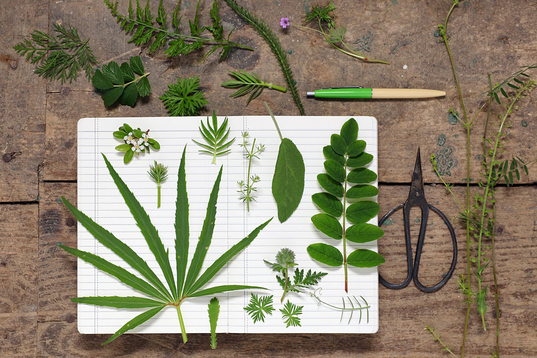 Feuilles diverses, préparation herbier dans cahier d'écolier