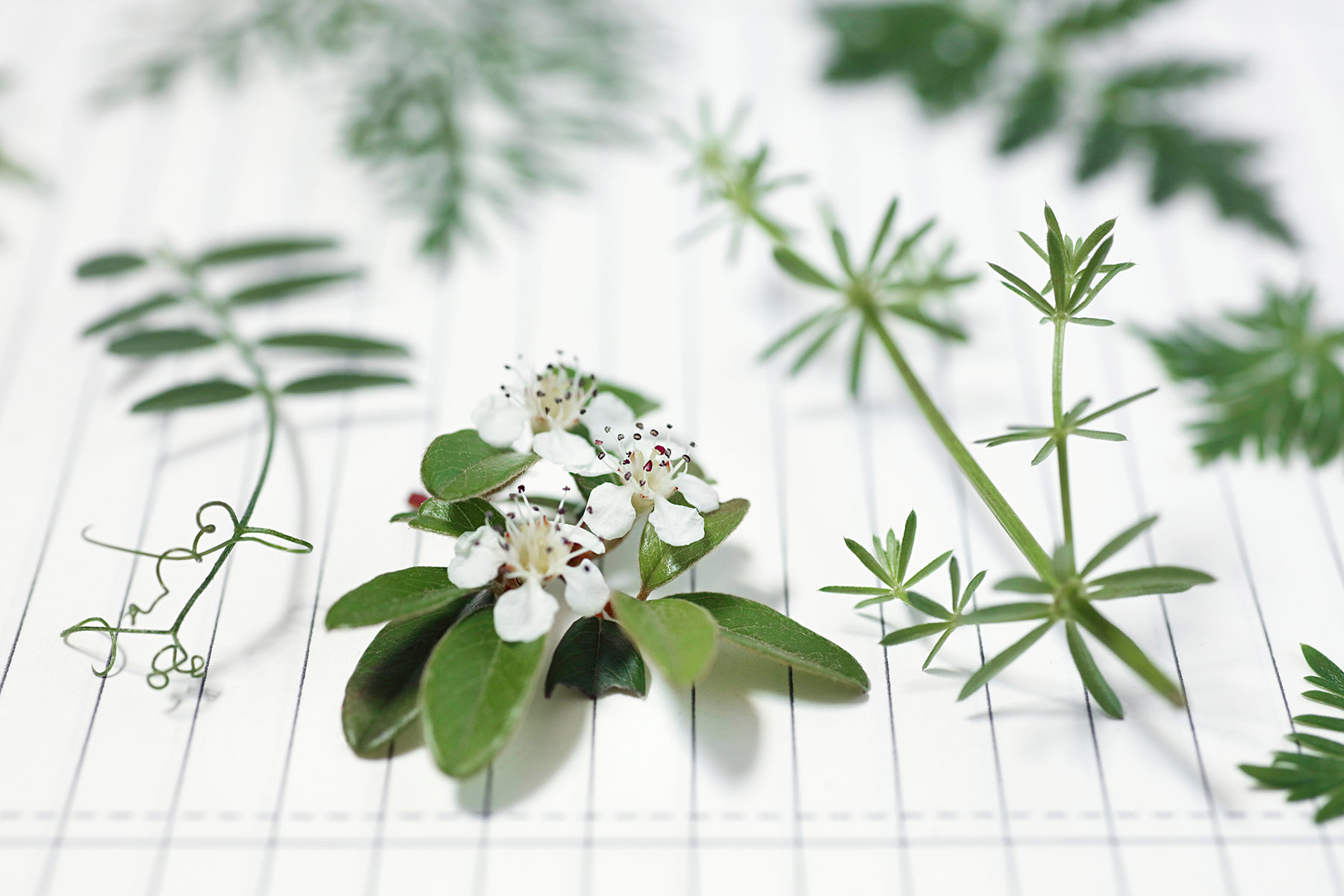 Page d'herbier en préparation, gesse, fleurs fruitier, Aspérule odorante