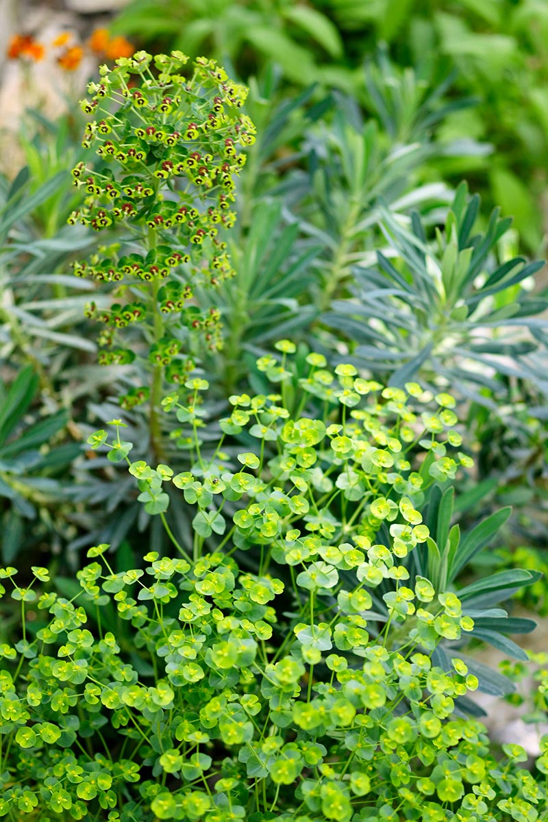 Massif de fleurs d'euphorbes