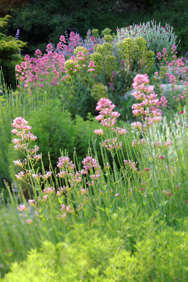 Massifs de fleurs, Valérianes, Absinthe Arquebuse, Coquelourdes, Euphorbes