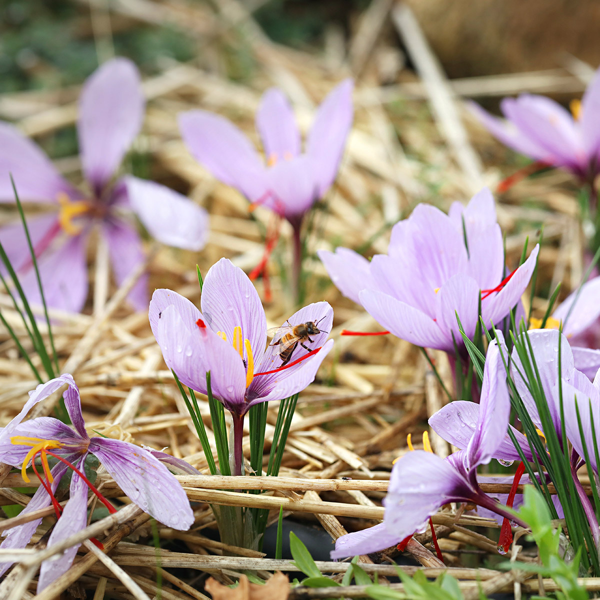 Fleurs de safran et abeille