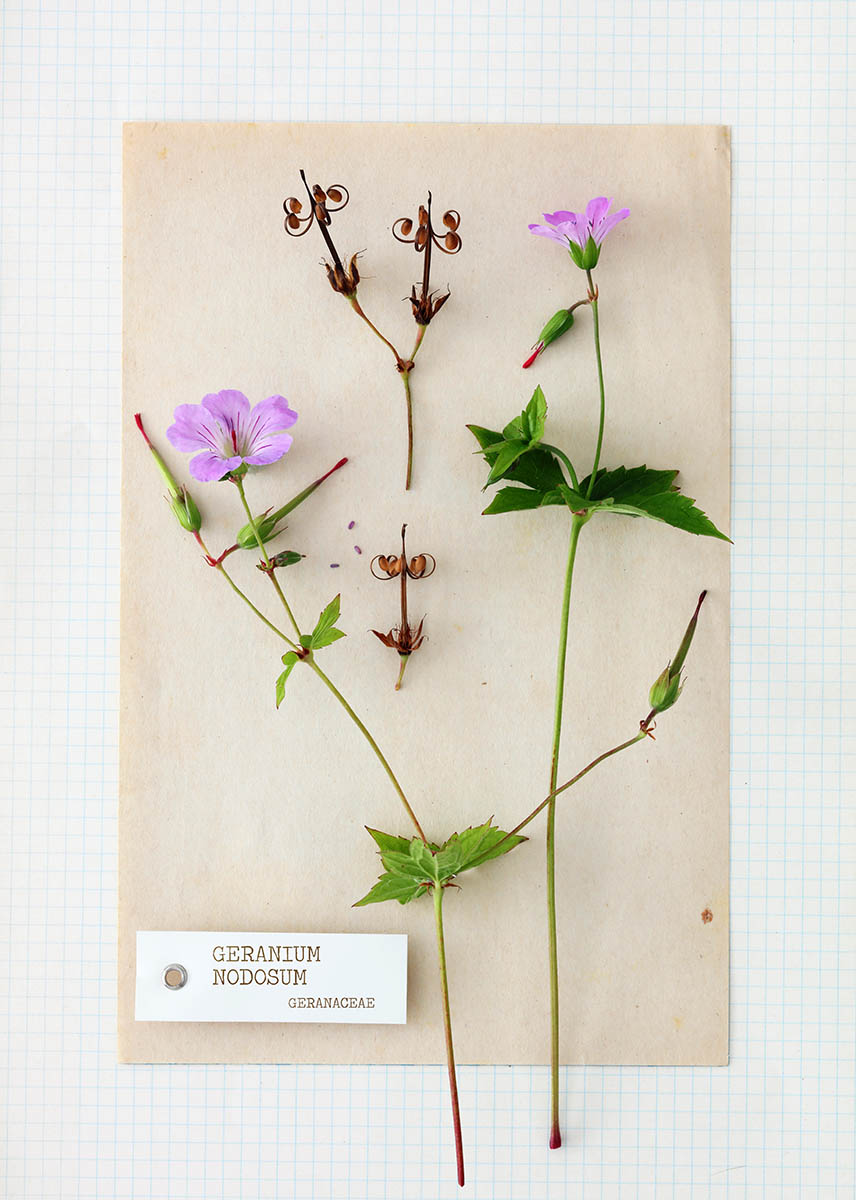 Page herbier, fleur Géranium nodosum