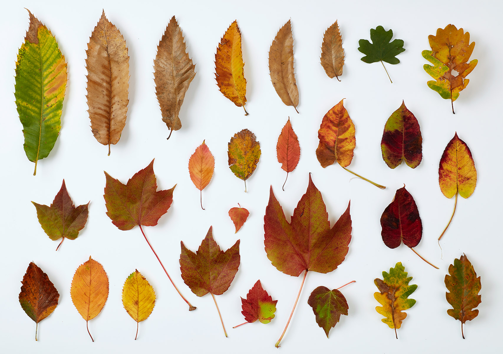Feuilles d'automne sur fond blanc