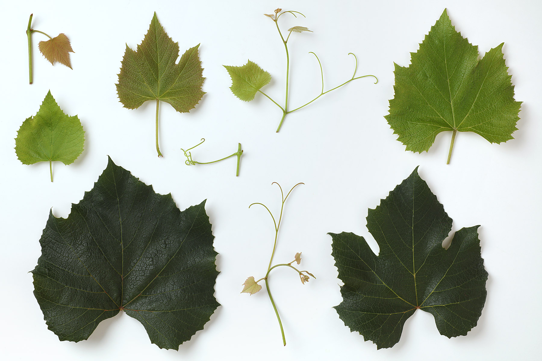 Feuilles de vigne sur fond blanc