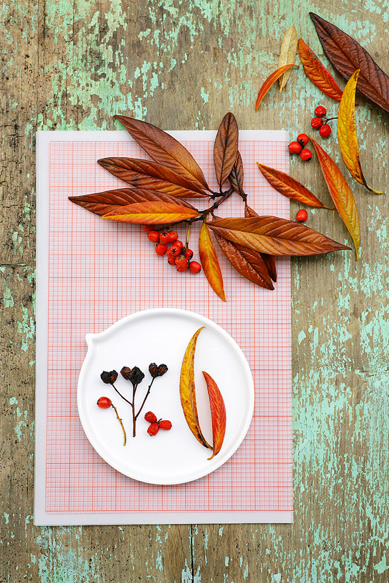 Feuilles d'automne, cotoneaster