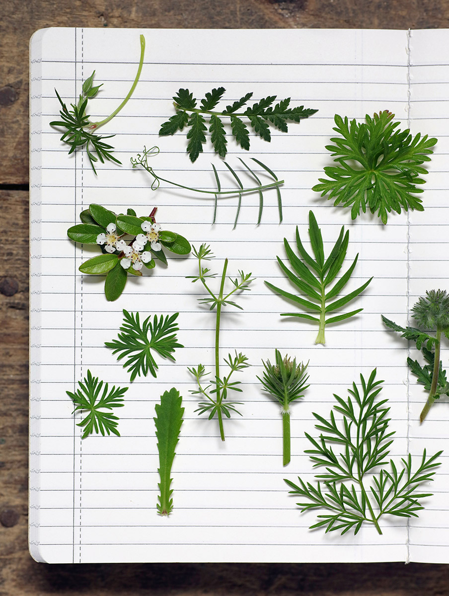 Compositions de feuilles variées, herbier dans un cahier d'écolier