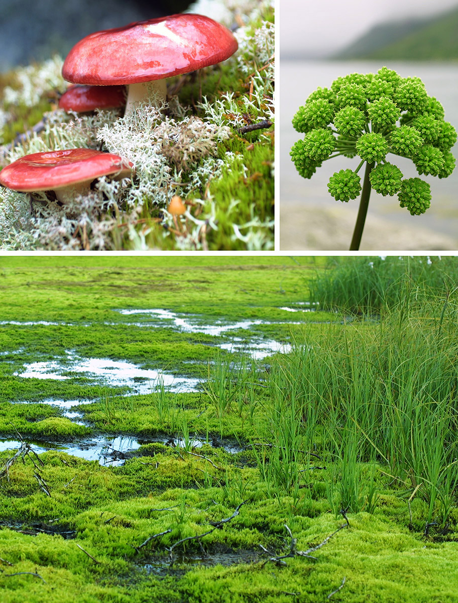 Champignons, Angélique officinale (Angelica archangelica), zone humide