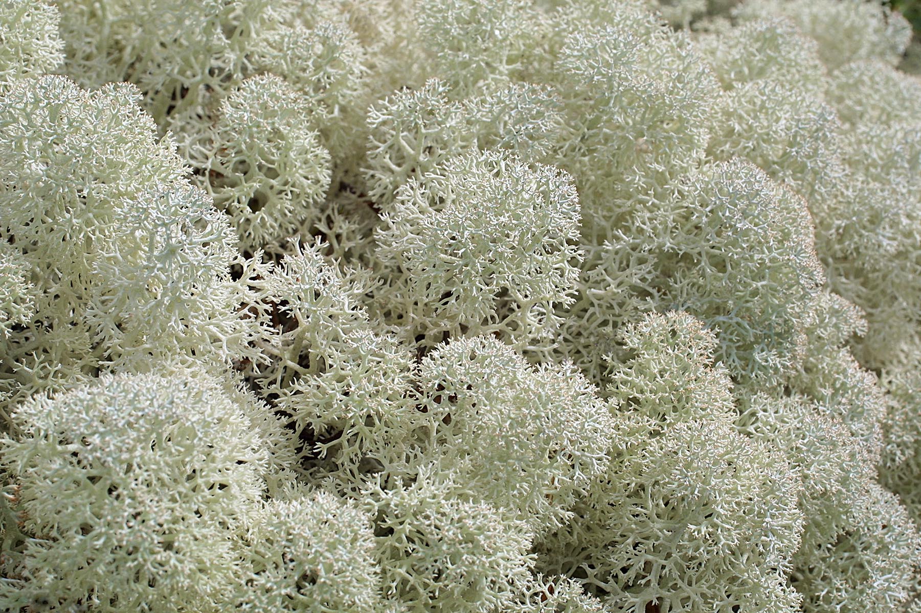 Lichen des rennes (Cladonia rangiferina)