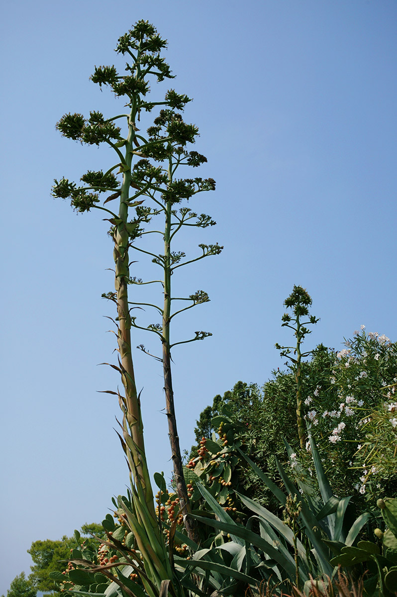 Fleurs d'Agave