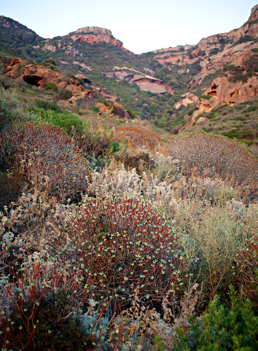 Paysage sarde, buissons d'euphorbes arborescentes (Euphorbia dendroides)