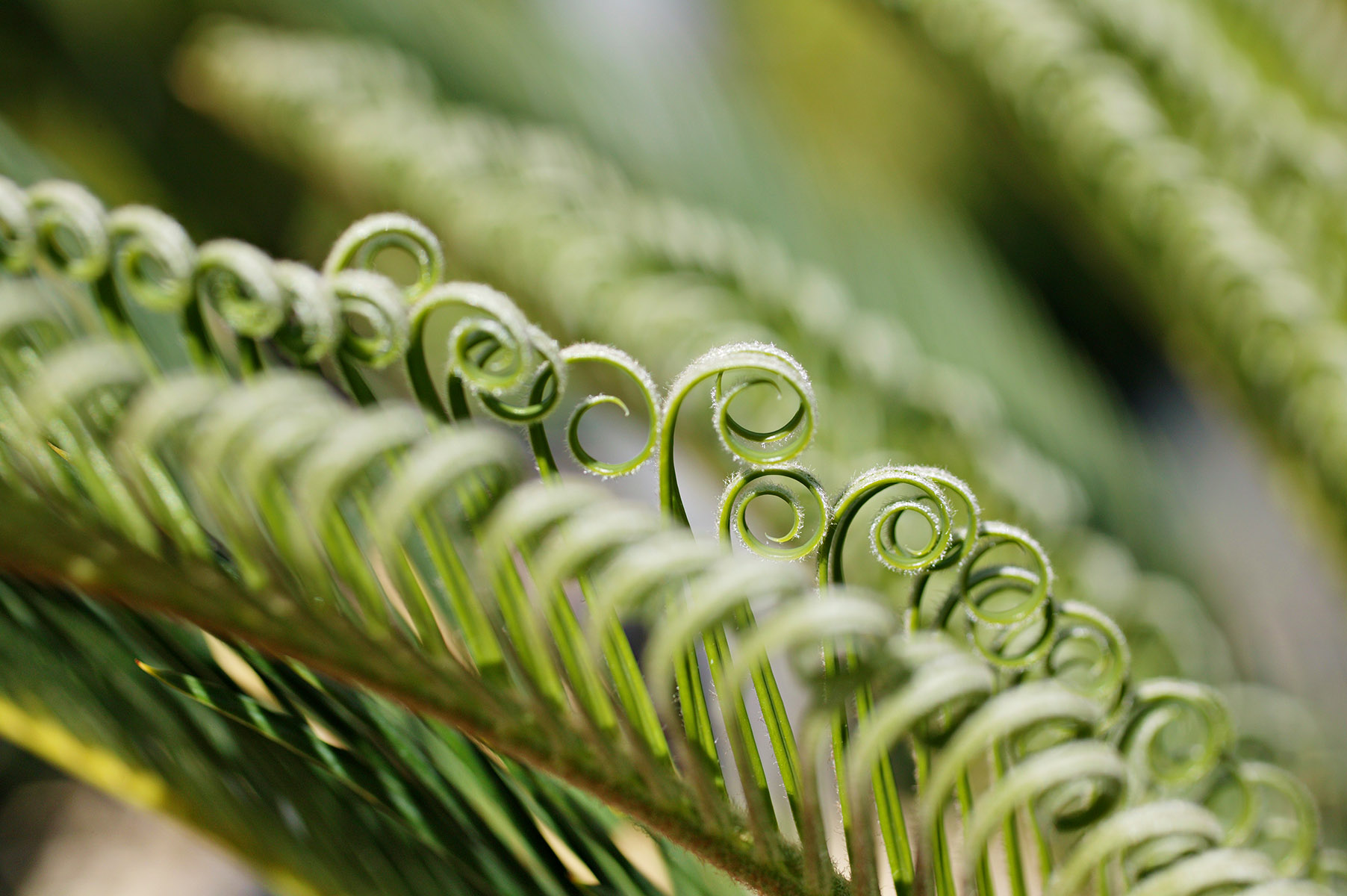 Feuillage de Cycas revoluta, faux palmier du Japon