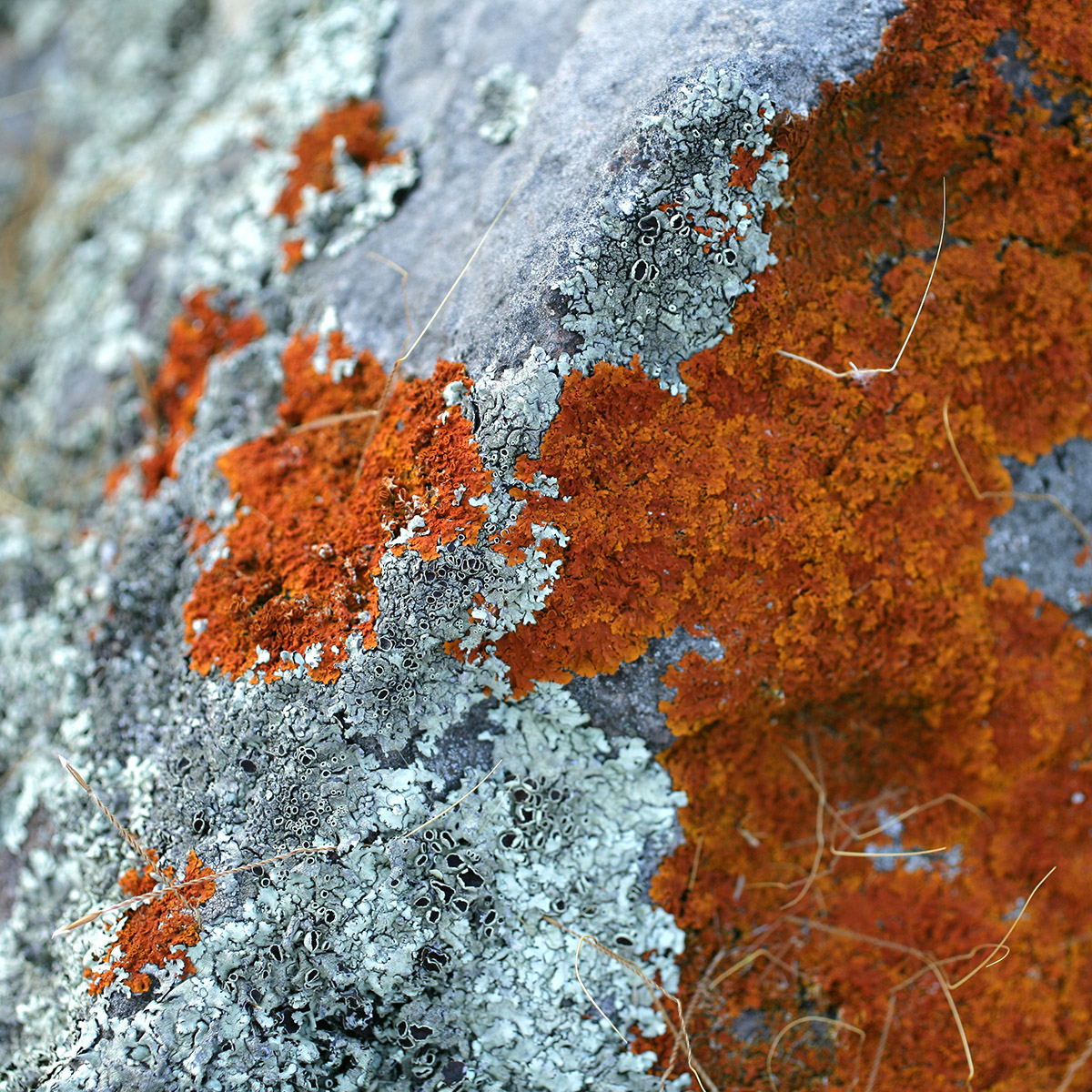 Lichen orange et gris